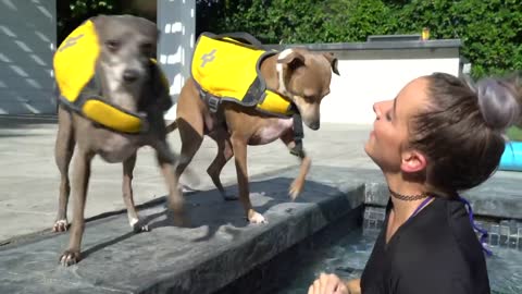 Watch how i taught my dog how to swim.