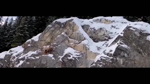 Bighorn antelope standing on a cliff