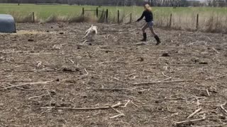 Halter training a highland calf