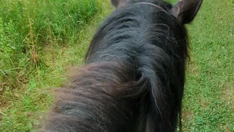 Steele's first solo trail ride with me - 26 July 2024