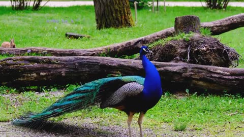 Peafowl