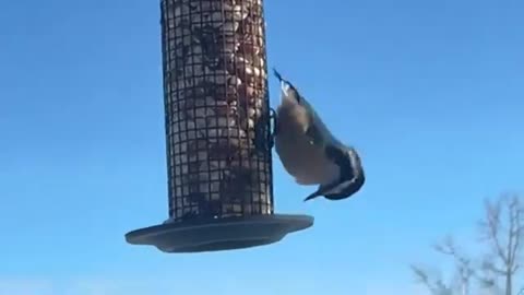 Red-breasted Nuthatch