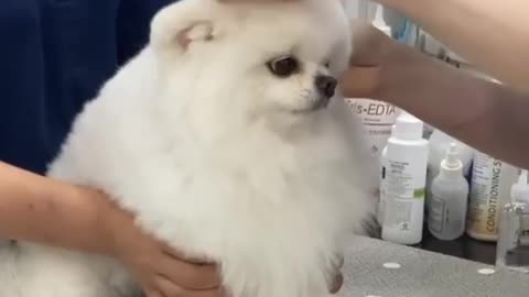 Beautiful little dog being treated at the veterinary clinic