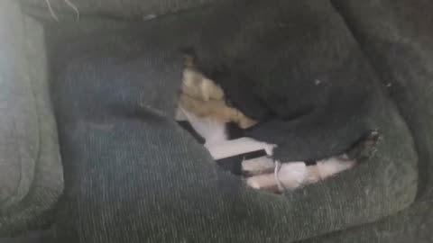 Dog Digs for Gold in Couch