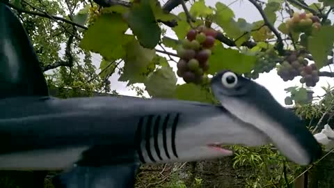 HAMMER SHARK THAT I MADE WITH COCONUT PALM FOR THE INTERNATIONAL SHARKS 2018 IN BRAZIL