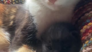 Precious Mama Kitty Love