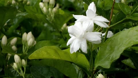 White Jasmine Flowers For Health