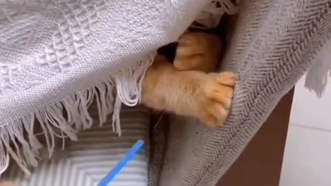 How cat is sleeping, cat lovers , cat funny