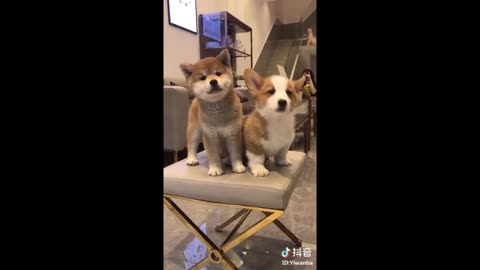 Tik Tok Puppies 🐶 Cute and Funny Dog