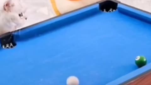 Cats playing snooker