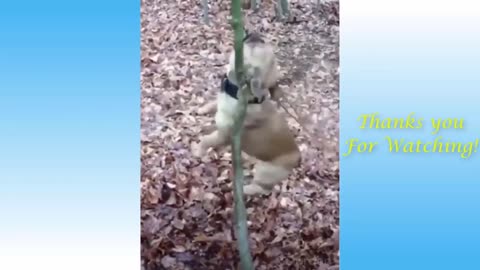 FUNNY MOMENTS OF ANIMALS - BEST VIDEOS IN THE ANIMAL WORLD