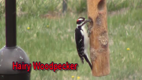 Hairy Woodpecker (male)