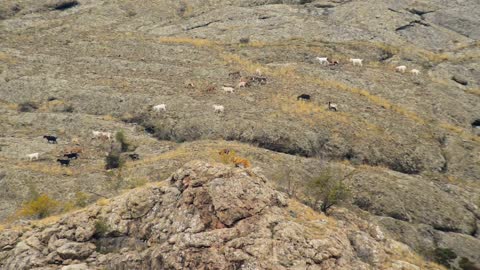 Sheep and goats graze on mountain meadows