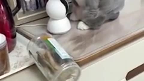 Funny cats play with kitchen bottles