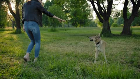 Female throwing a toy ball to her mongrel dog