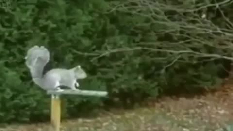 Funny squirrel