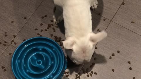 Dog Outsmarts Slow Feed Dog Bowl