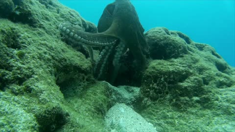 Diver Footage His Journey Experience Under Ocean