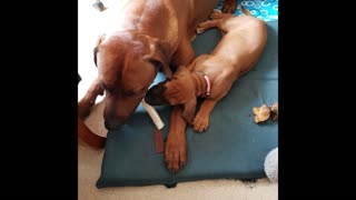 Rhodesian Ridgebacks Mister & Tickle: His Greedy Girl