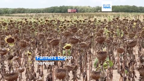 Drought devastates corn and sunflower fields in Romania