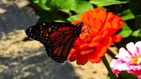 Monarch Butterfly