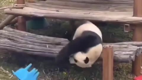 How pandas clean their house.. 😂