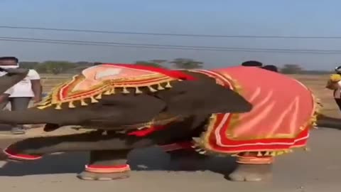 Elephant Dance / Amazing Elephant Dance / Viral Dancing Video Elephant