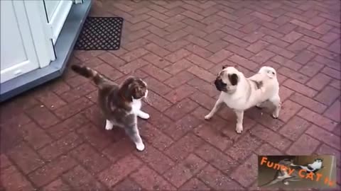 Cats and Dogs Meeting For The First Time