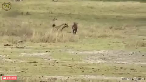 Lion vs Hyena in Africa