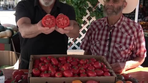 Summer Tomatoes Part 5