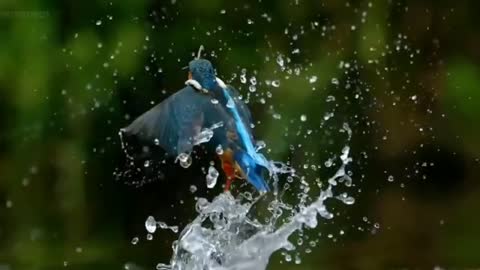 Amazing kingfisher, for nature lover