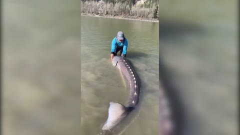 Monster fish_ Huge ‘living dinosaur’ sturgeon weighing 600lbs caught in British