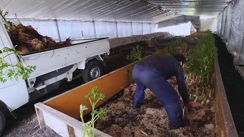 Japanese Mountain Asparagus Farming Underground Technique - Mountain Asparagus Harvesting