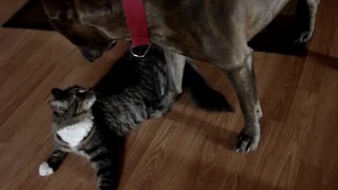 Cat wants to hump pitbull....Know your size :-) Funny video must watch