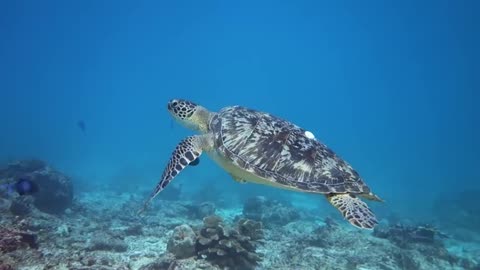 Welcome to Paradise - Gili Trawangan Diving