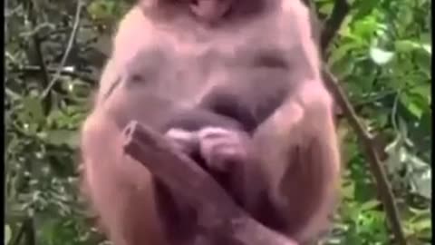 Monkey happy