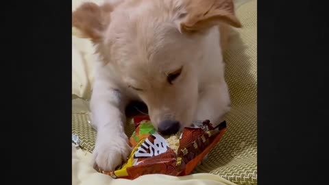 Hidden Habit Puppy Devours Noodles and Milk in the Dead of Night!