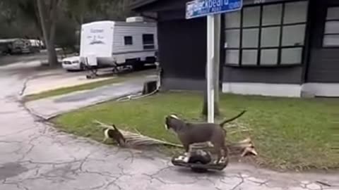 Cat vs. Dog on a Onewheel 🐶❤️😸