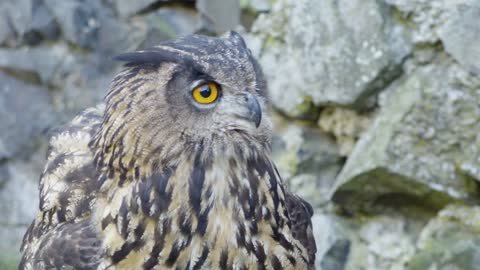 A detailed view of an owl's head as it turns it around and watches its surroundings