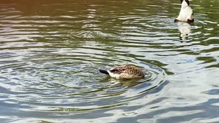 Canada Geese synchronized eating