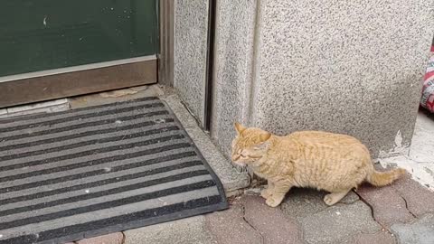 A stray cat waiting