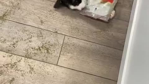 My cat found the catnip