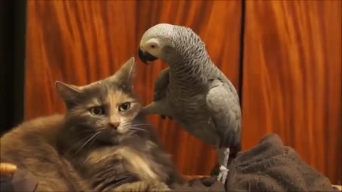 Parrot annoys a cat