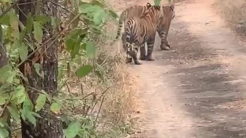 Tiger safari park | Ranthambore national park👍