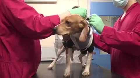 Drug testing: research with dogs