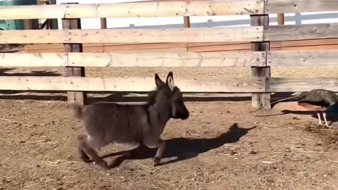 Funny Animals!! Funny Animals Dancing!!