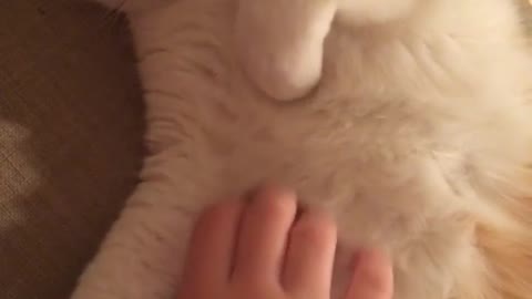 White cat getting belly rub from owner