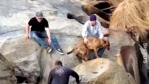 Dog Rescued From Slippery Waterfall! ❤️