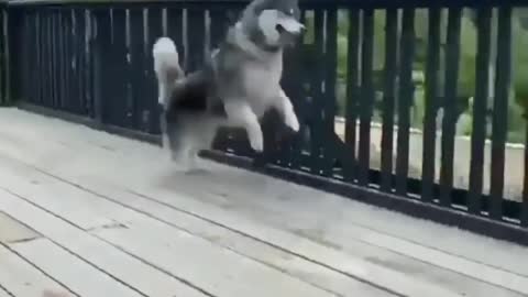 Huskies Being Dramatic & Weird For 8 Minutes - Funny and Cute Husky Puppies