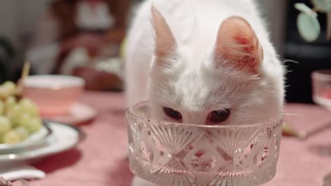 A Cat Licking The Crystal Glass On Top Of The Table